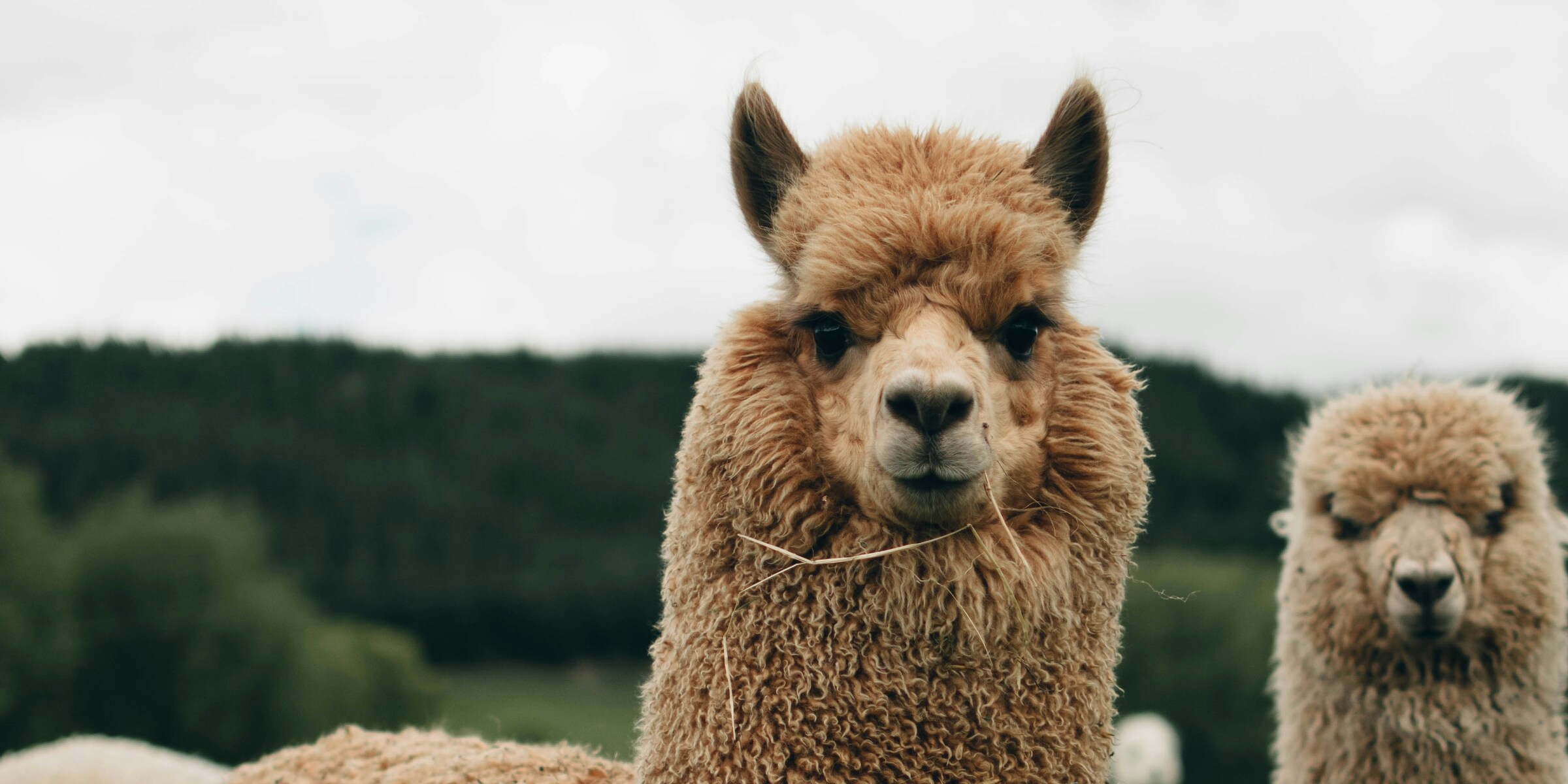 Two fluffy brown alpacas in a green field under a grey sky, one close to the camera and one behind it on the right